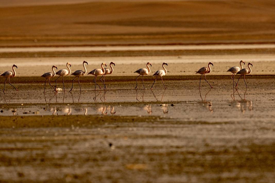 Konya’nın flamingo cenneti! 180 türe ev sahipliği yapıyor, görsel şölen sunuyor 17